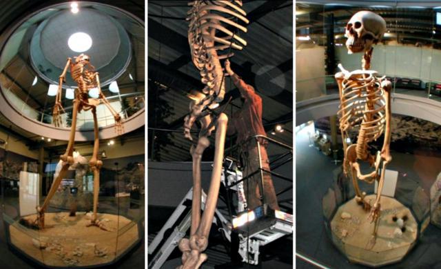 L’Histoire Cachée révélée : Squelettes GÉANTS de 7 mètres de haut Exposés Captco10