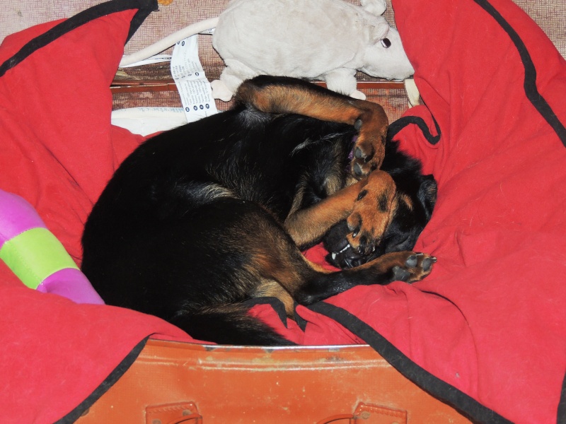 PUMBA (Loulou) - Page 2 Valise12