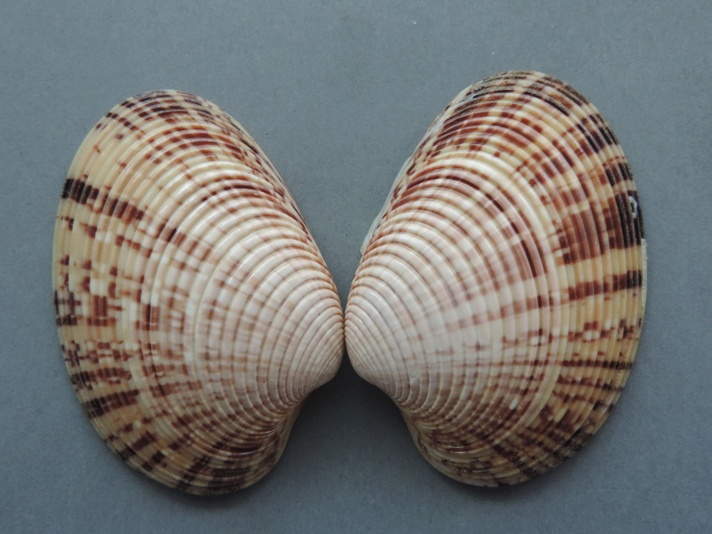 Callista planatella (Lamarck, 1818) Dscn9011