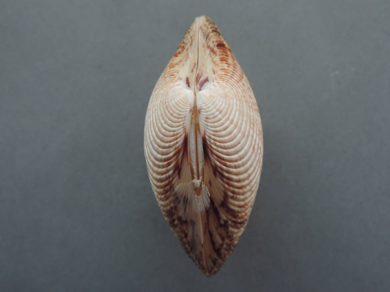 Callista planatella (Lamarck, 1818) Dscn9013