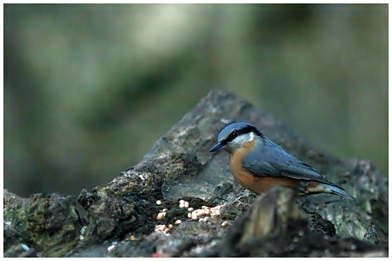 Les oiseaux 2017 de Saphir13 Sittel10