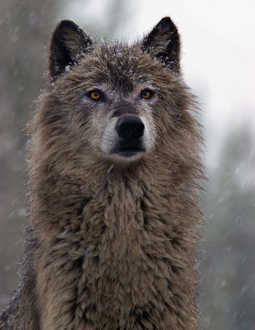 Blood Lust [Werewolf RP] Wolf_f10