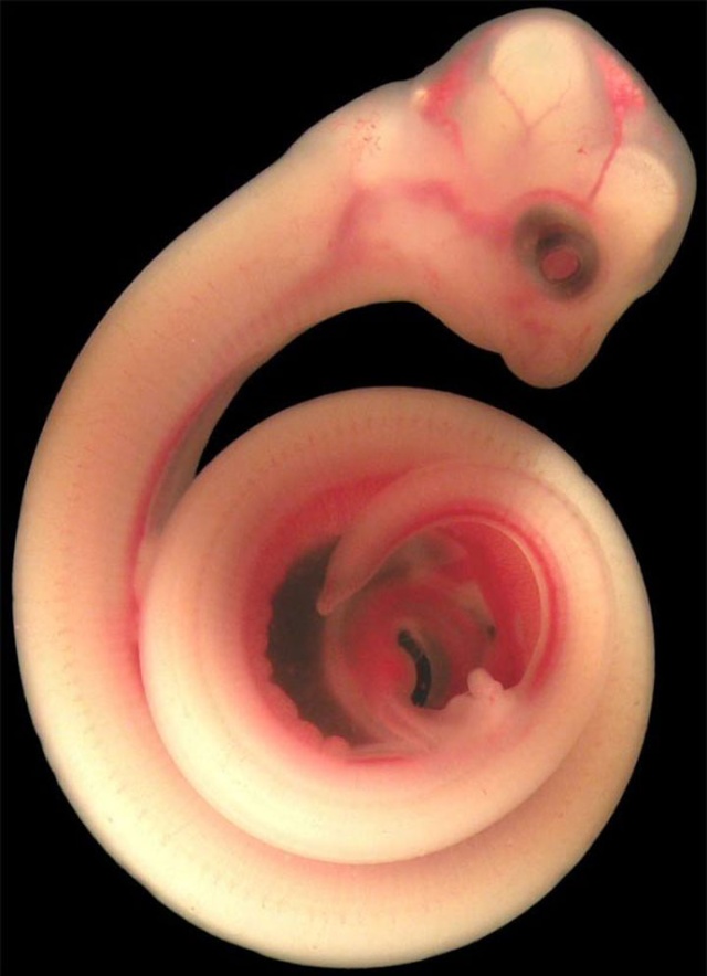 Photo de serpent dans le ventre de sa mére 11-pho10