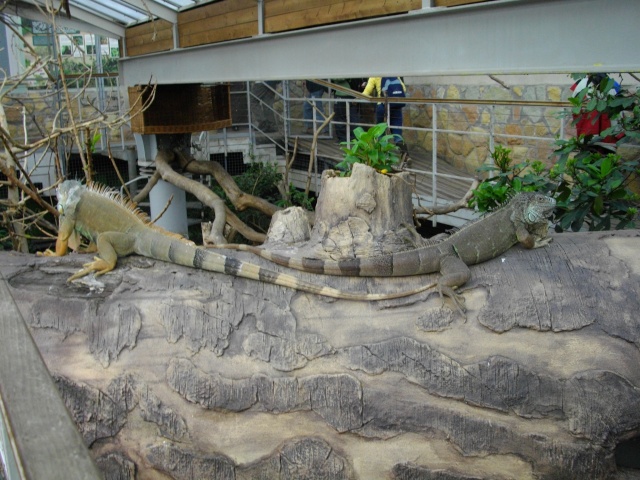 Zoo de Prague, Copenhague, Budapest  photos de reptiles Imgp4711
