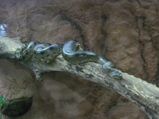Zoo de Prague, Copenhague, Budapest  photos de reptiles Imgp4713