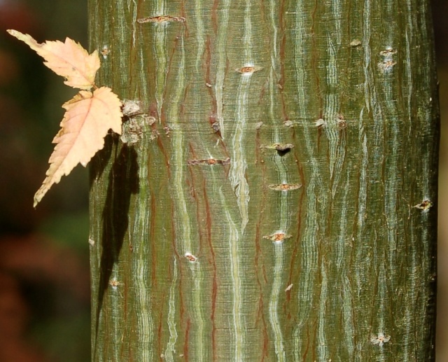 Acer capillipes Acer_d11