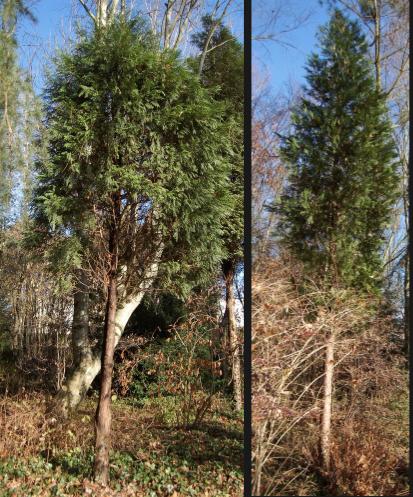 Calocedrus decurrens (= Libocedrus) - cèdre blanc Caloce10