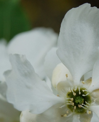 Exochorda giraldii Exocho10