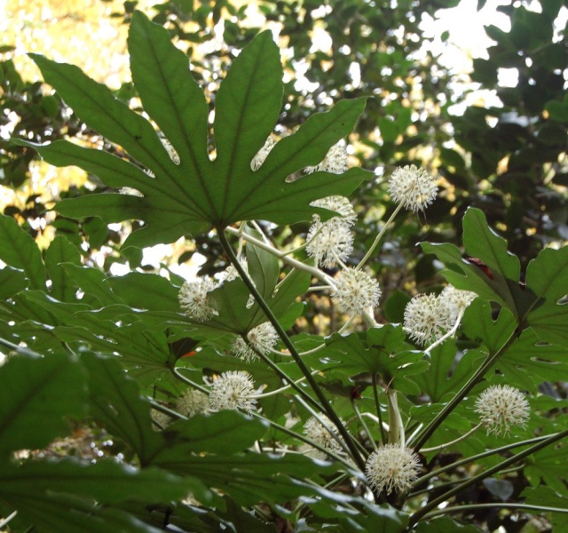 Le panier du jour - 7 - Page 38 Fatsia10