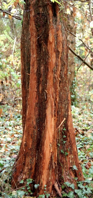 Metasequoia glyptostroboides – métaséquoia du Sichuan  Metase10