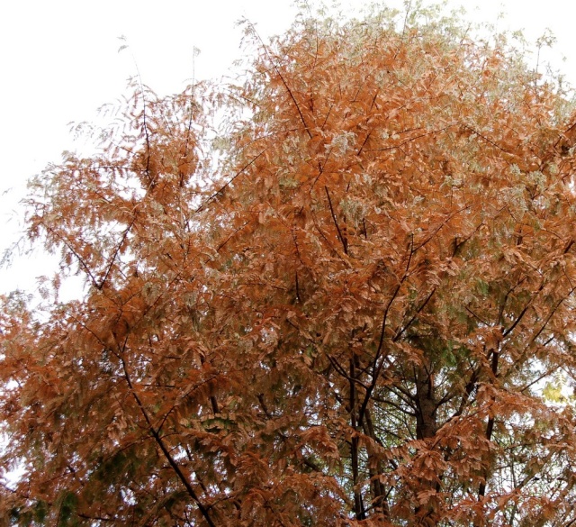 Metasequoia glyptostroboides – métaséquoia du Sichuan  Metase12