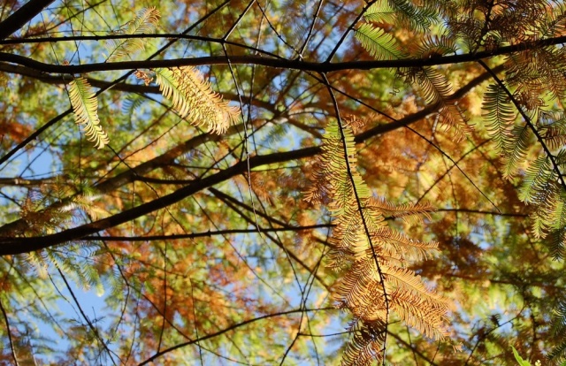 Metasequoia glyptostroboides – métaséquoia du Sichuan  Metase13