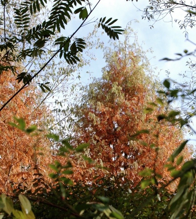 Metasequoia glyptostroboides – métaséquoia du Sichuan  Metase14