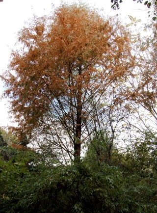 Metasequoia glyptostroboides – métaséquoia du Sichuan  Metase15