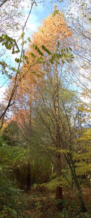 Metasequoia glyptostroboides – métaséquoia du Sichuan  Metase16