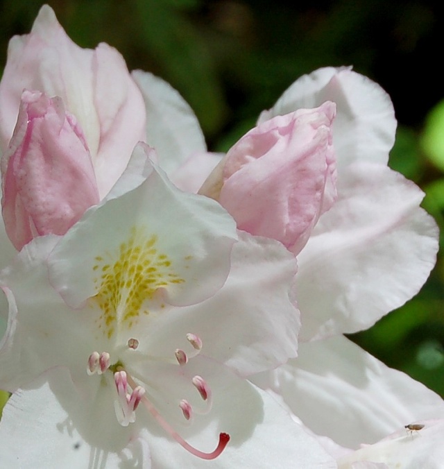 Rhododendron - espèces, variétés, floraisons Rhodod12