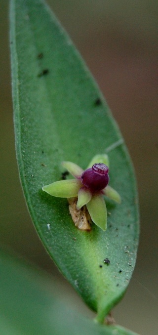 Ruscus aculeatus - fragon petit houx Ruscus10