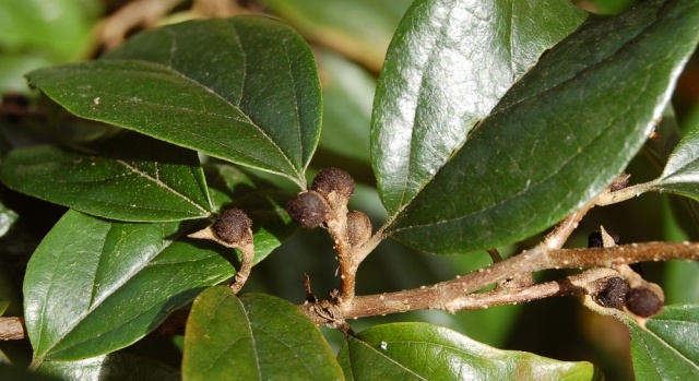 Parrotia persica - arbre de fer Sycopa12