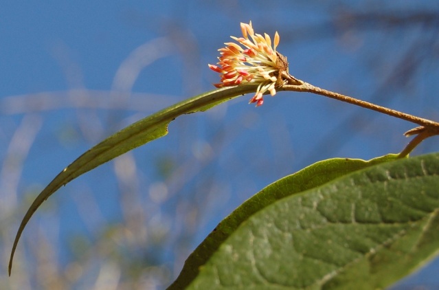 Parrotia persica - arbre de fer Sycops10