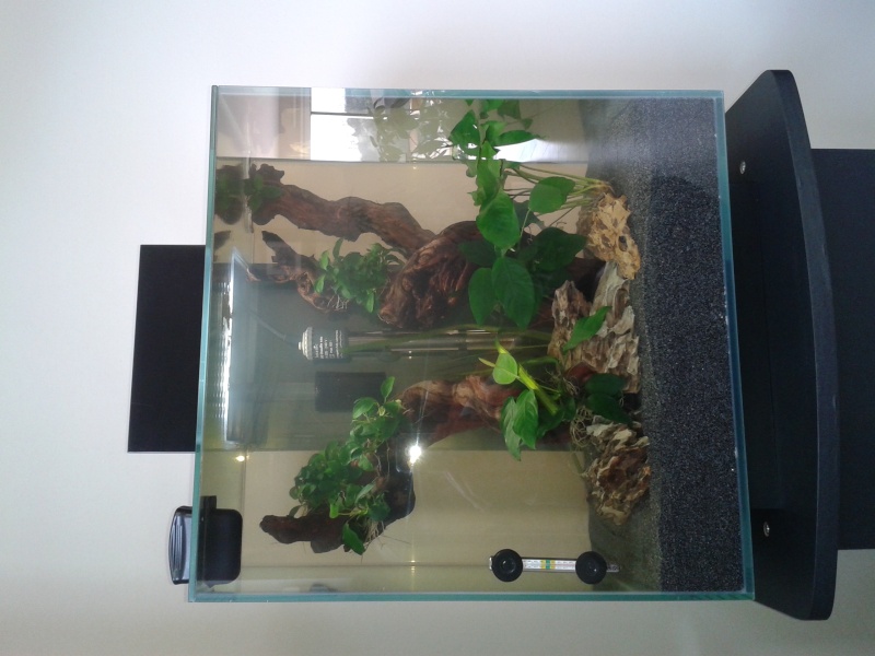 Mon aquarium de 46 litres 20140316