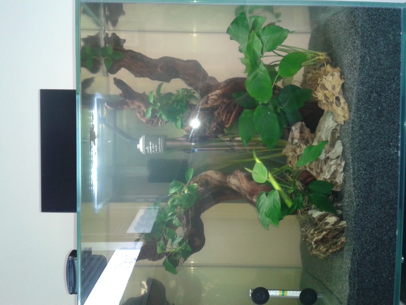 Mon aquarium de 46 litres 20140317