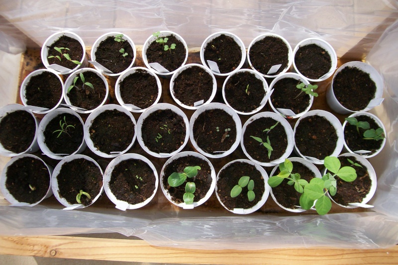 Central California: Just planted my winter garden starts yesterday 3-2-1311