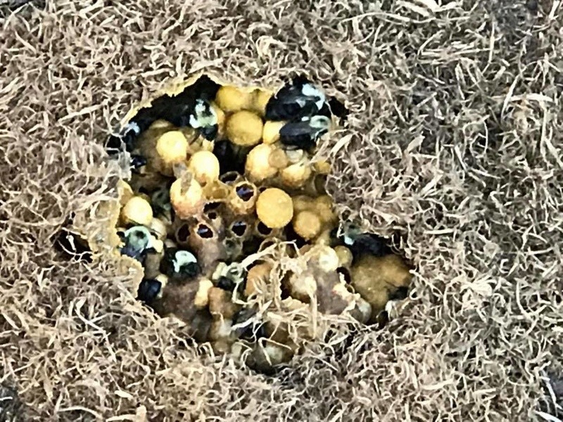to mulch or not to mulch Bee_bu10
