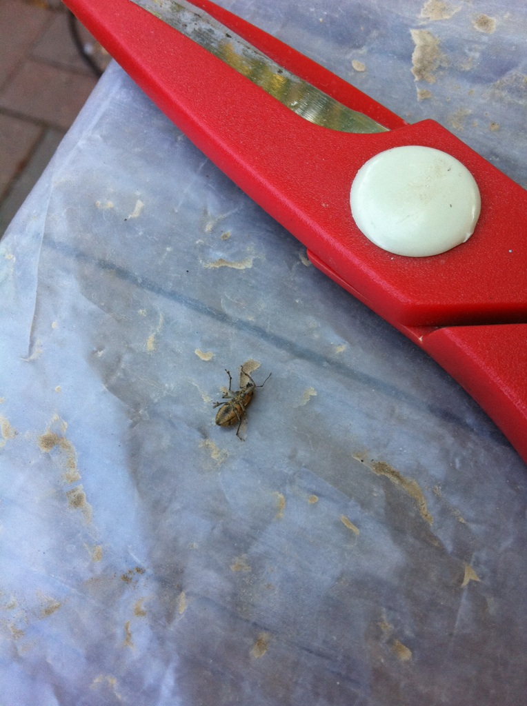 Help ID pest Bug_310