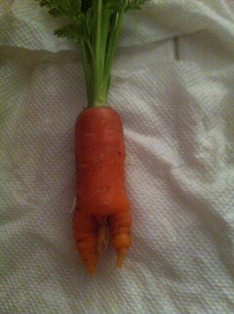 What are you eating from your garden today? - Page 24 Carrot12