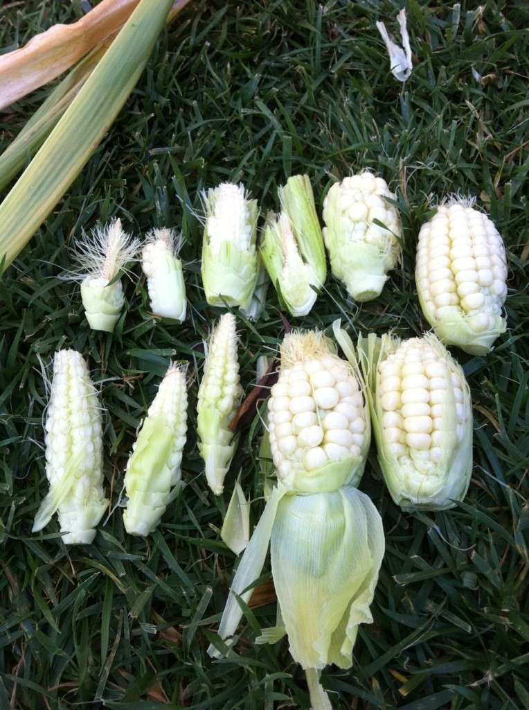 Garlic - growing corn - Page 3 Corn_h10