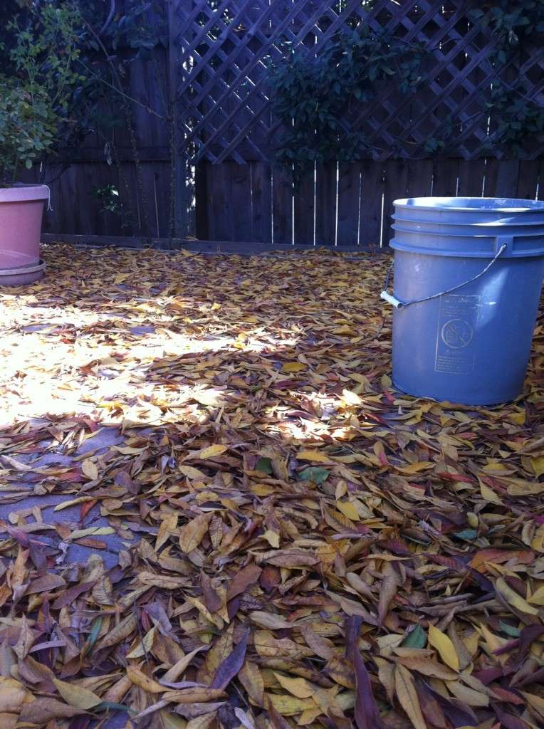 How many bags of leaves will you get this fall? - Page 2 Leaves10