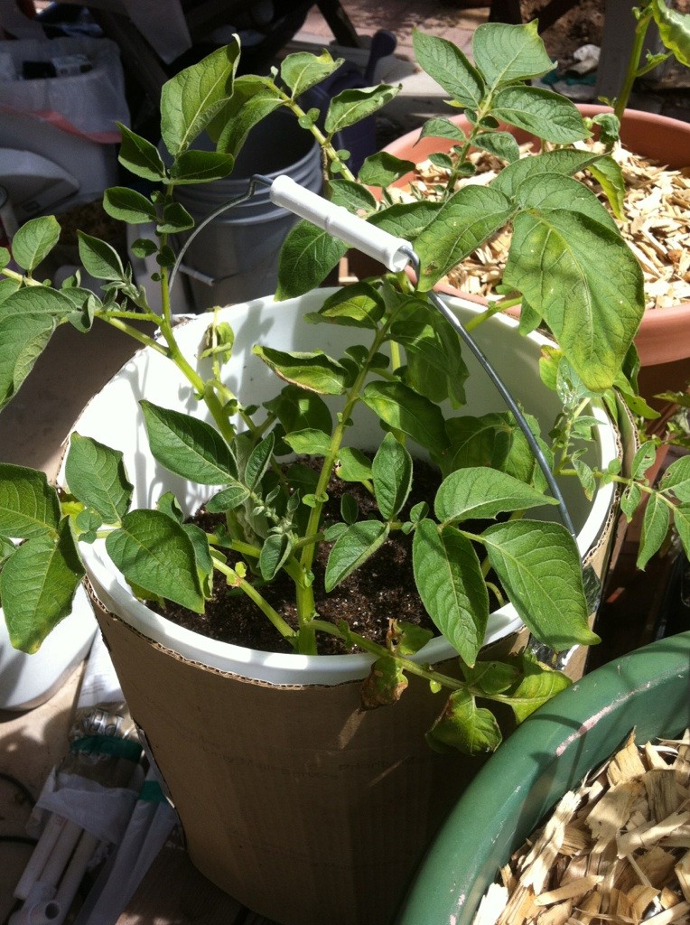 Potatoes - Red potatoes in 5 gallon bucket Potato16