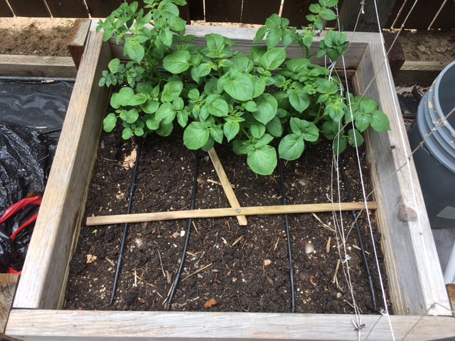 Potato growing - Page 2 Potato22