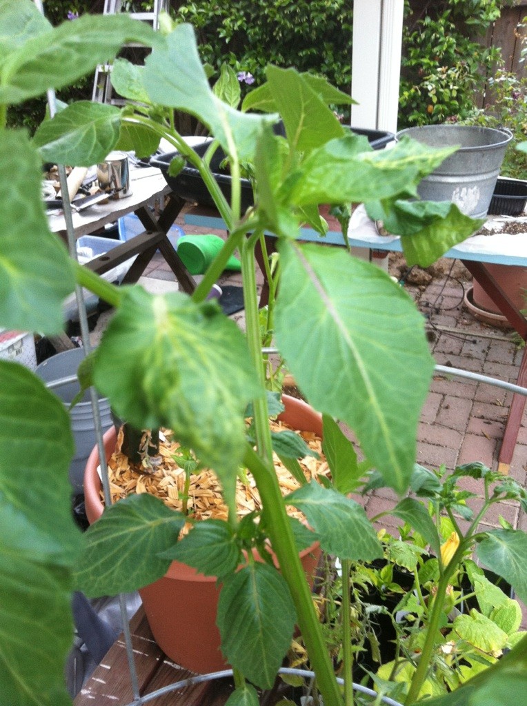 Curled leaves (severe) - tomatoes and tomatillos Tomati11