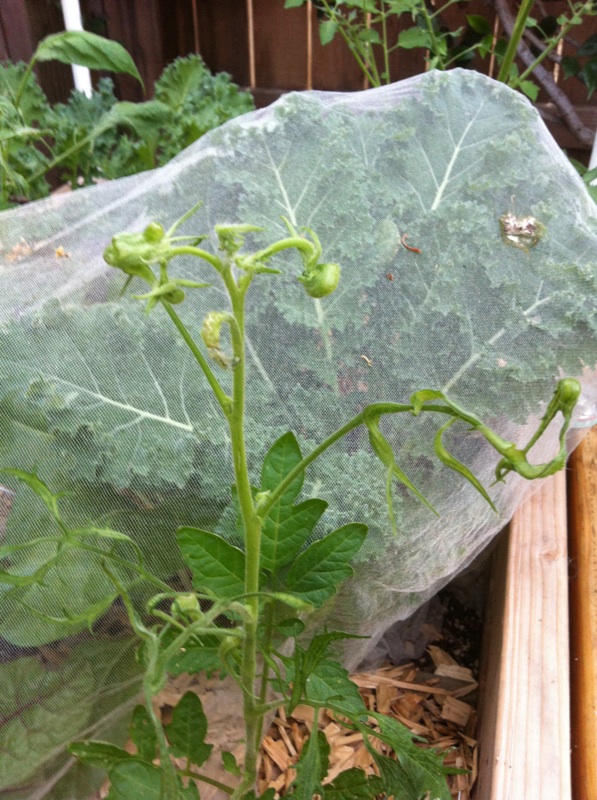 Curled leaves (severe) - tomatoes and tomatillos Tomati13