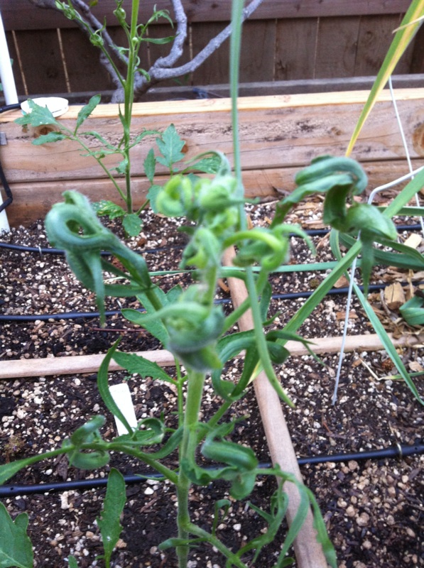 Curled leaves (severe) - tomatoes and tomatillos Tomato10