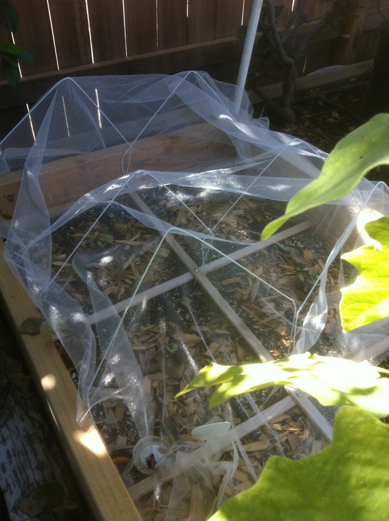 Central California: Just planted my winter garden starts yesterday Tulle_12