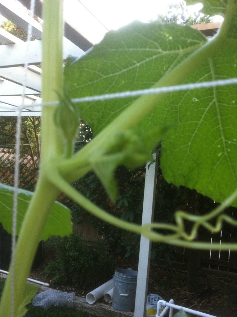 Winter Squash - help with identifying parts of plant Winter11