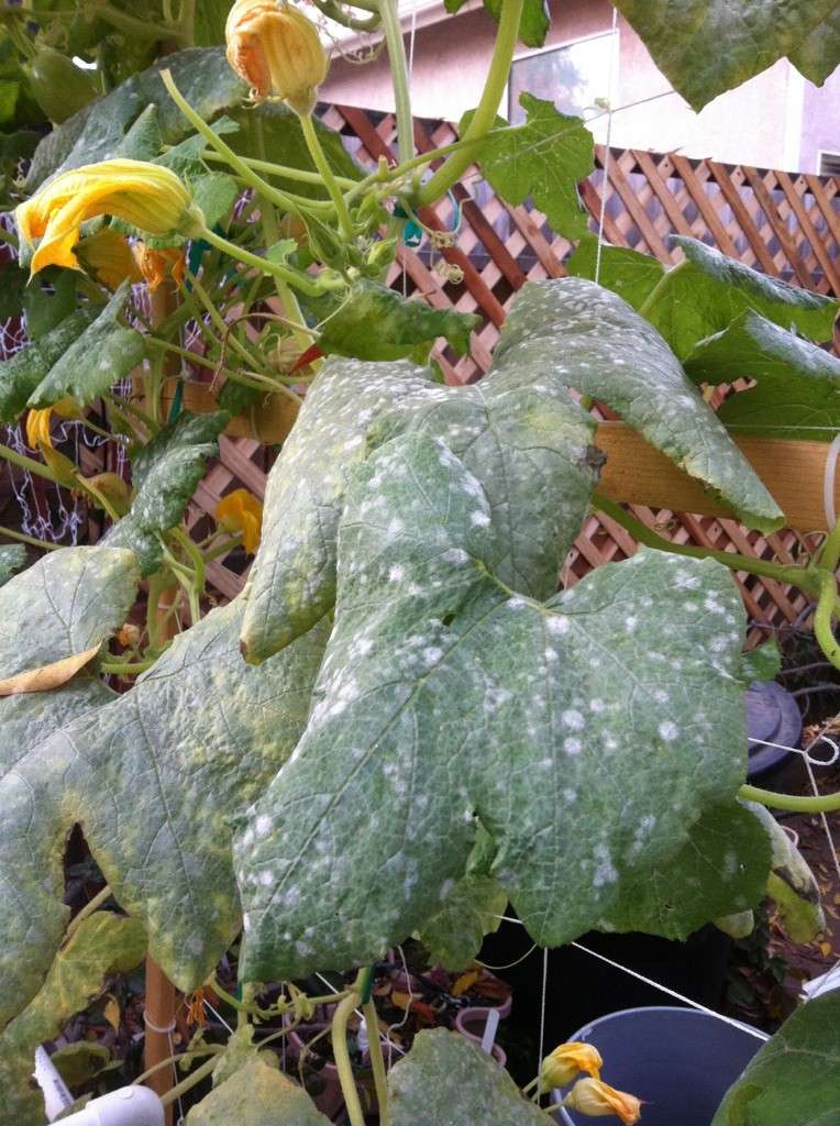 Winter Squash - help with identifying parts of plant Winter13