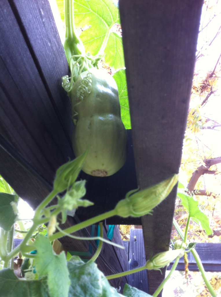 Winter Squash - help with identifying parts of plant Winter14