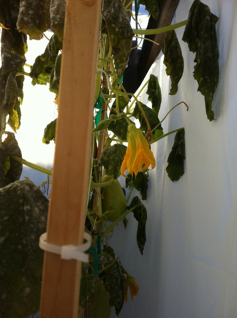 The Winter Journey and greenhouse plastic - Page 3 Winter17