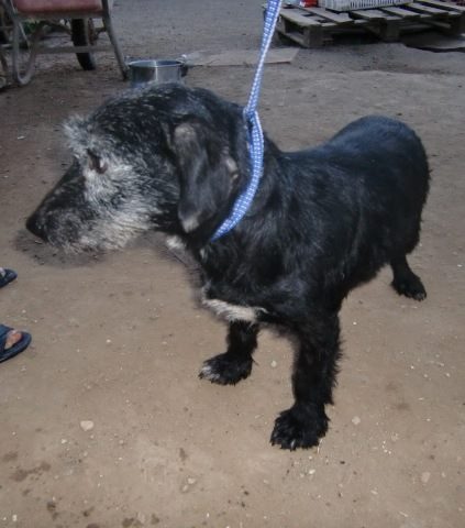 Urgent - CANITA - x griffon 4 ans -Asso Une Histoire de Galgos - Andalousie (Espagne) 14550010