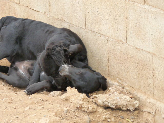 BASIE - x galga 1 an -Asso Une Histoire de Galgos (Espagne) Basie_24