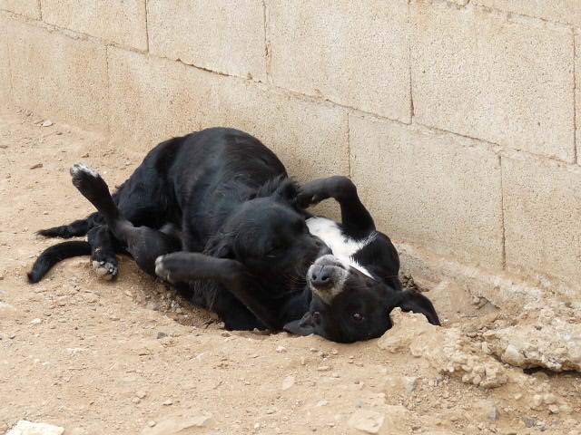 BASIE - x galga 1 an -Asso Une Histoire de Galgos (Espagne) Basie_26