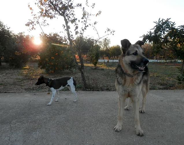 Urgent - BOBI - x ba 6 ans (3 de refuge) Asso Une Histoire de Galgos - Andalousie (Espagne) Bobi_x12