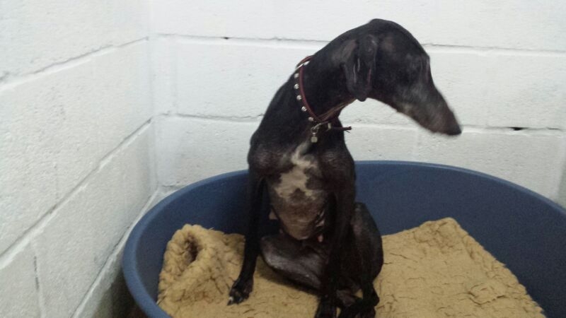 Urgent - Blues (anciennement CHLOE) - galga 4 ans (sort d'un mouroir) - Asso Une Histoire de Galgos - Espagne  Chloa216