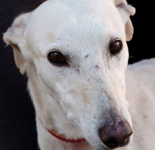 MISO - galgo 2 ans - Asso Une Histoire de Galgos - en fa  Miso_g10