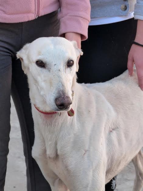 MISO - galgo 2 ans - Asso Une Histoire de Galgos - en fa  Miso_g14