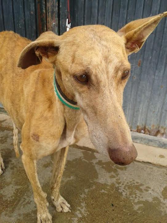 REINA - galga 6 ans - Asso Une Histoire de Galgos (en fa dans le 83) Reina_14