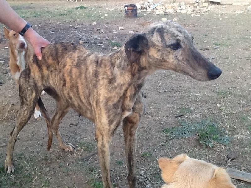 Urgent - TANA - galga 9 ans - fa ou adoptant - Asso Une Histoire de Galgos - Espagne  Tana2010